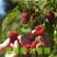 红树莓苗种苗水果苗树莓苗包成活红树莓树苗