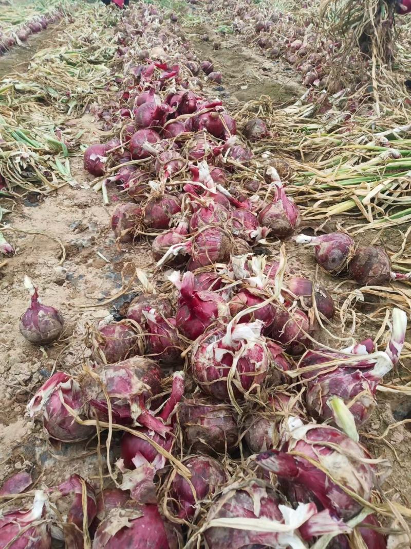 紫皮洋葱盛世经典新上市无根腐滑皮烂心优质耐储