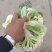 云南高原绿杆有机松花有需要的老板欢迎来电基地直发支持各种