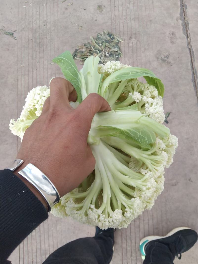 云南高原绿杆有机松花有需要的老板欢迎来电基地直发支持各种