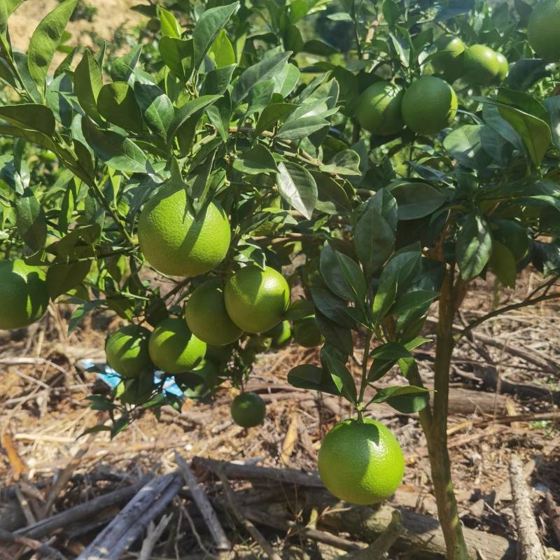 赣南脐橙纽荷尔黄肉脐橙杯苗裸根苗
