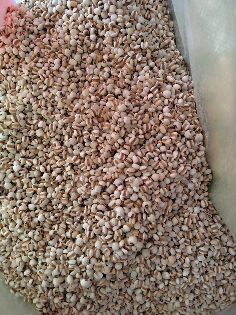 薏米仁，小薏米，贵州薏米，95米，纯干无硫，大货批发