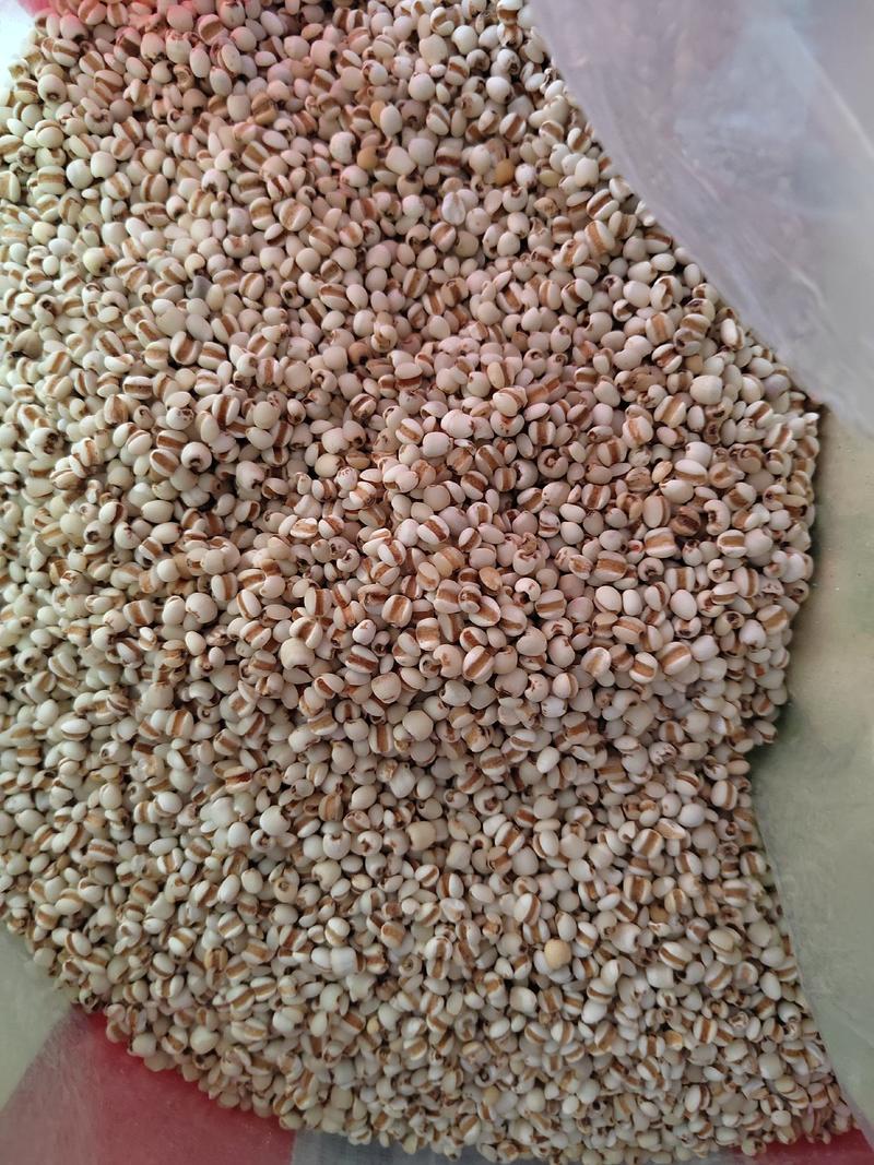 薏米仁，小薏米，贵州薏米，95米，纯干无硫，大货批发