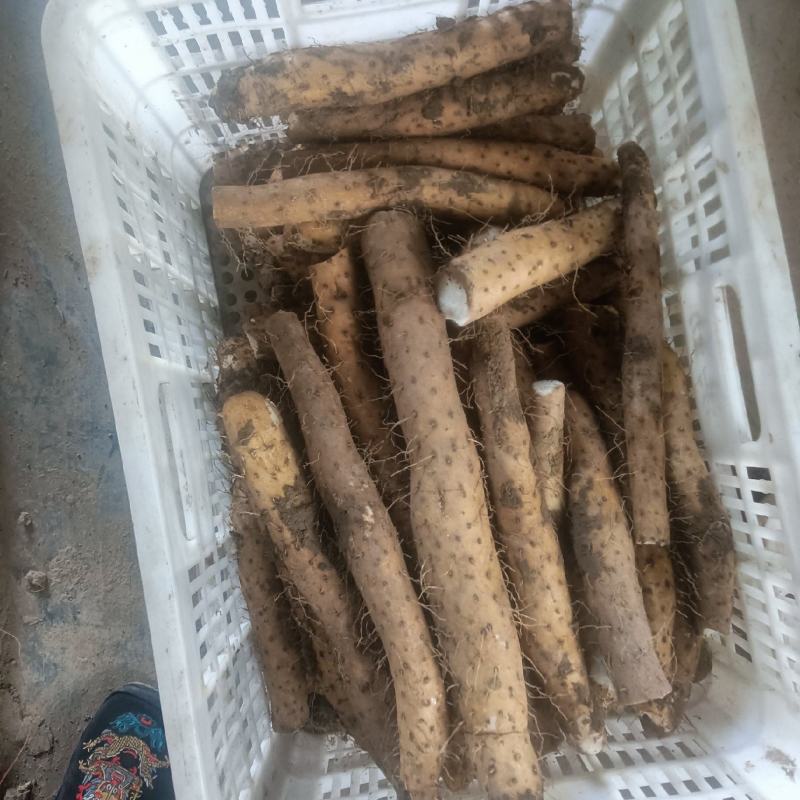 小货山药