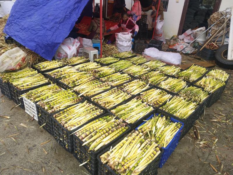 贵州六盘水八月笋方竹笋，产地一手货，货源充足，天然无添加