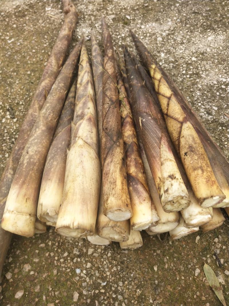 贵州六盘水八月笋方竹笋，产地一手货，货源充足，天然无添加