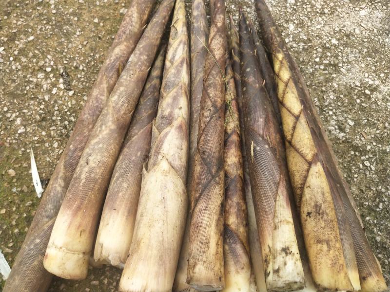 贵州六盘水八月笋方竹笋，产地一手货，货源充足，天然无添加
