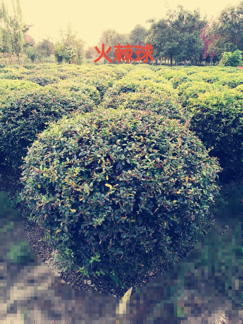 火棘球