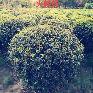 火棘球