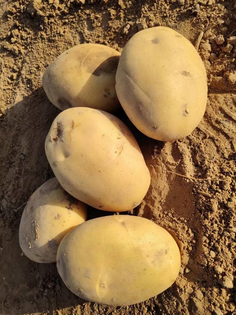 陕西精品V7土豆大量上市货源充足产地直发欢迎来电