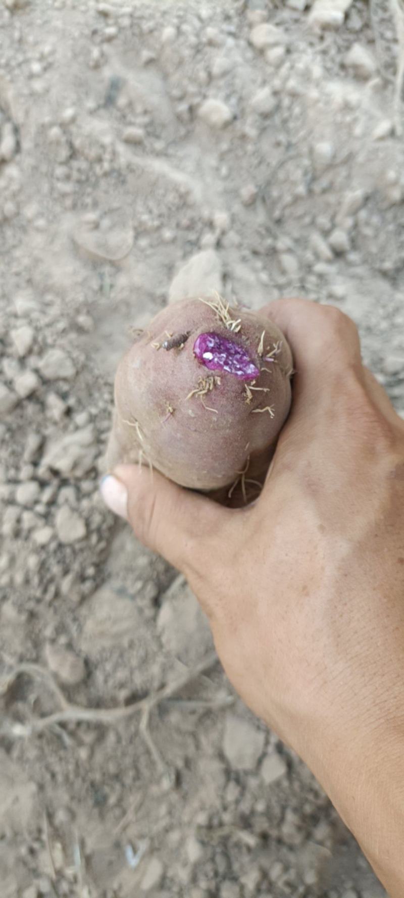 沙土地紫薯，大长条，价格美丽
