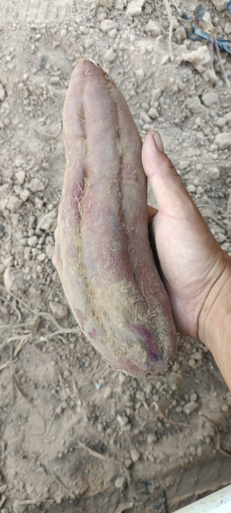 沙土地紫薯，大长条，价格美丽