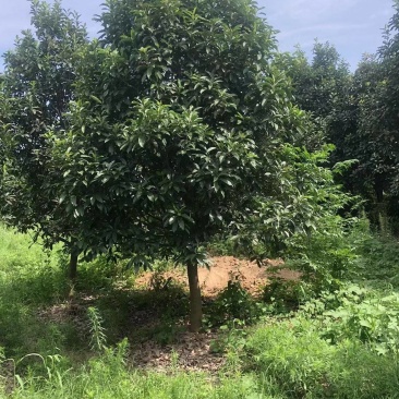 大叶女贞女贞基地现挖现发各种规格全国发货欢迎咨询