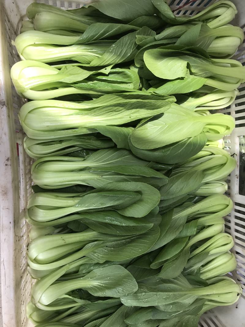 小青菜