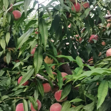 青州蜜桃