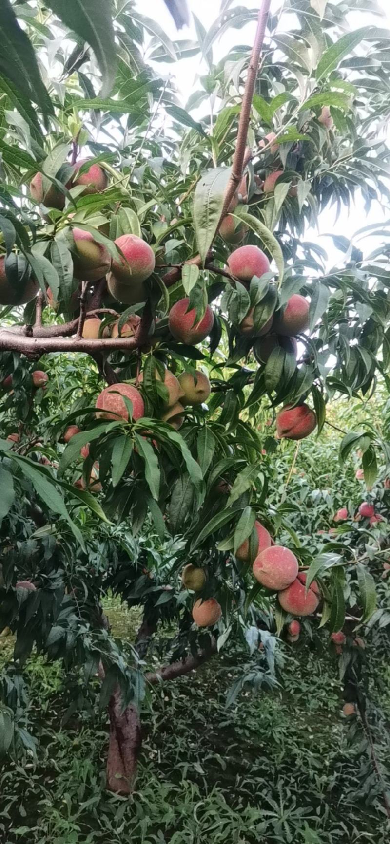青州蜜桃