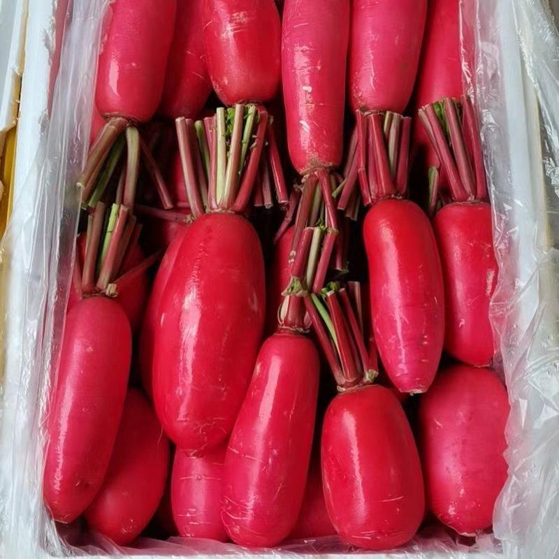 【精品】红皮萝卜萝卜实力供货一手货源量大优惠全国发货
