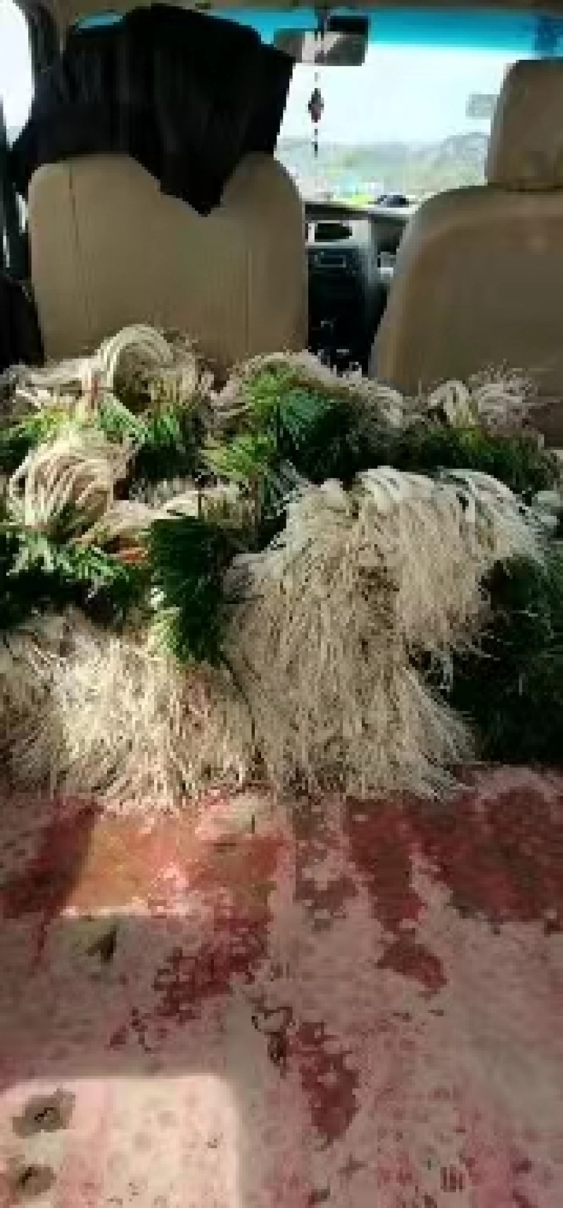 【推荐】精品藠头大量上市中基地直供实力供货量大优惠