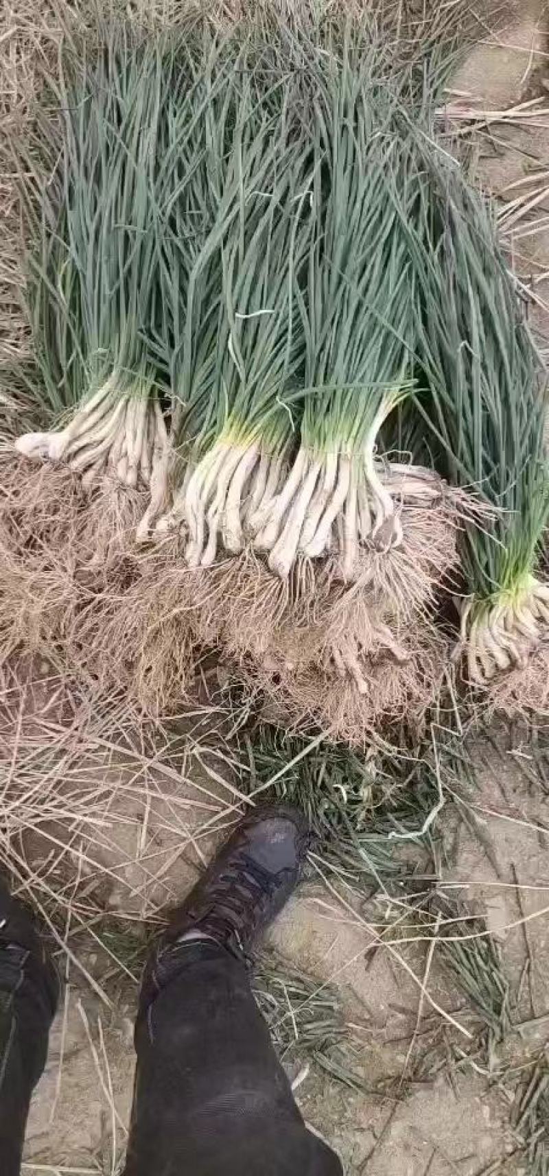 【推荐】精品藠头大量上市中基地直供实力供货量大优惠