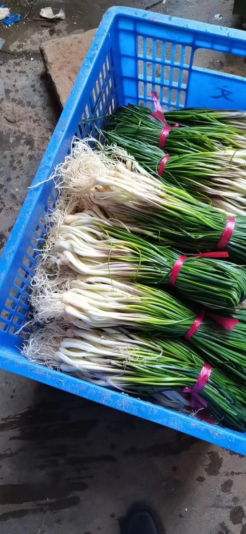 【推荐】精品藠头大量上市中基地直供实力供货量大优惠