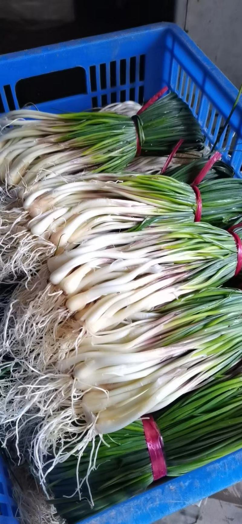 【推荐】精品藠头大量上市中基地直供实力供货量大优惠