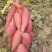 莱芜红薯、烟薯、密薯