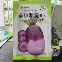首尔紫星萝卜种子口感甜脆耐热耐寒无辣味紫色罗卜种籽四季