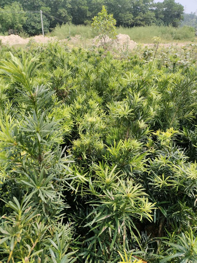 罗汉松