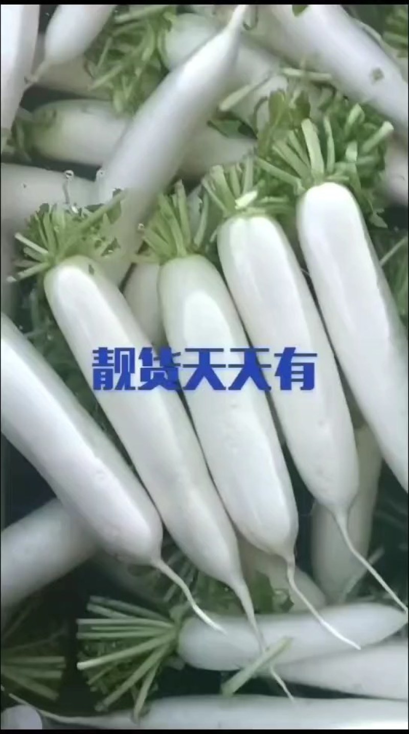 【万亩基地】云南精品白萝卜长期有货稳定货源对接饭店超市档口