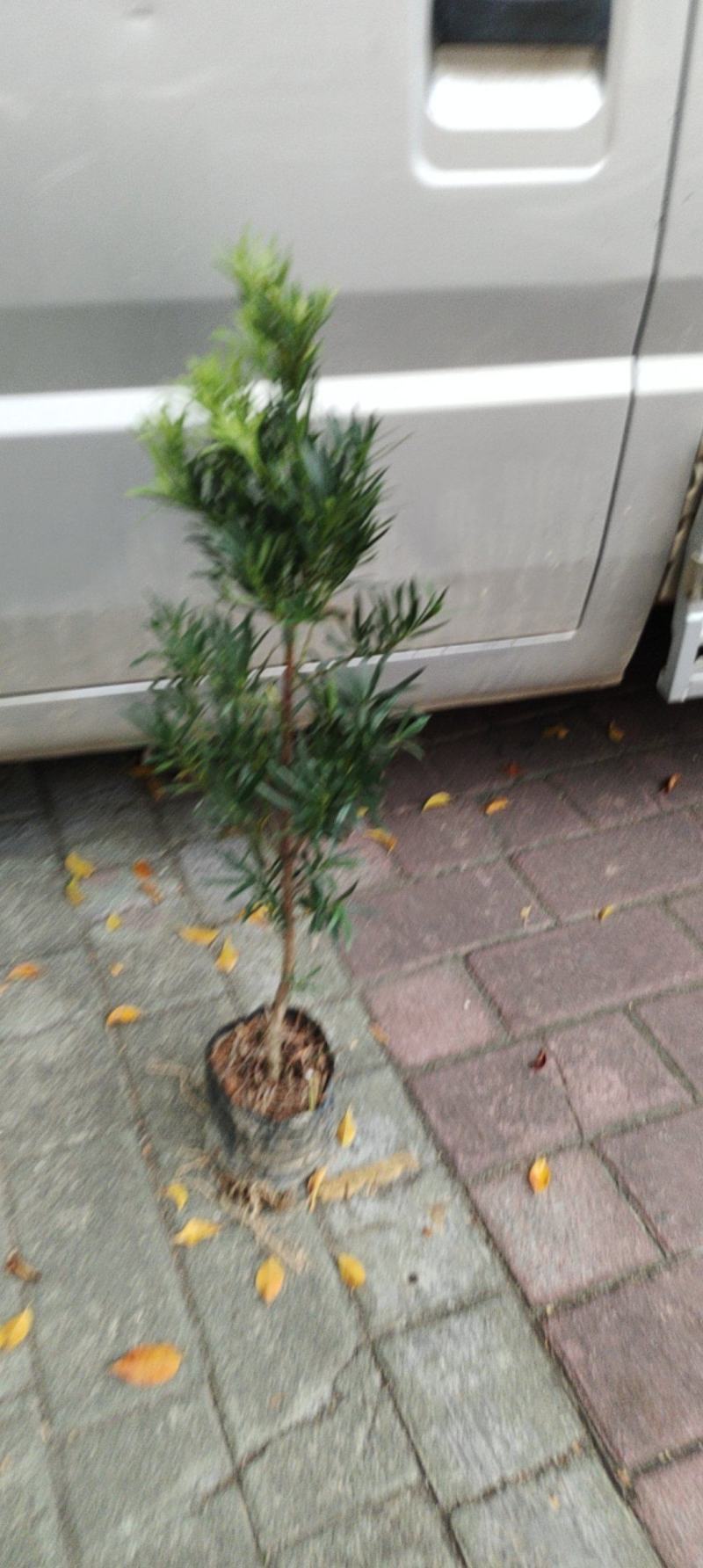 罗汉松