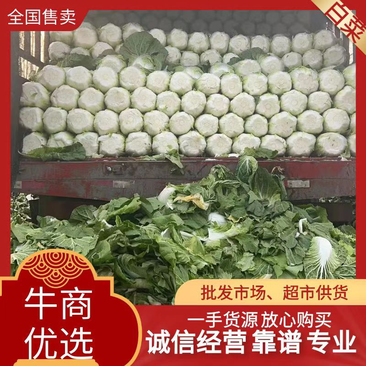 兰陵县春季新白菜开始上市中，质量非常好，窝心紧，纯黄心