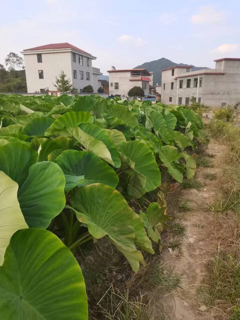 【精品】湖南香芋一手货源基地直供大量上市可视频看货