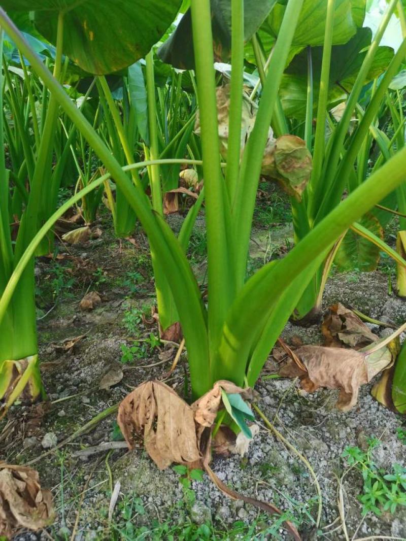 【精品】湖南香芋一手货源基地直供大量上市可视频看货