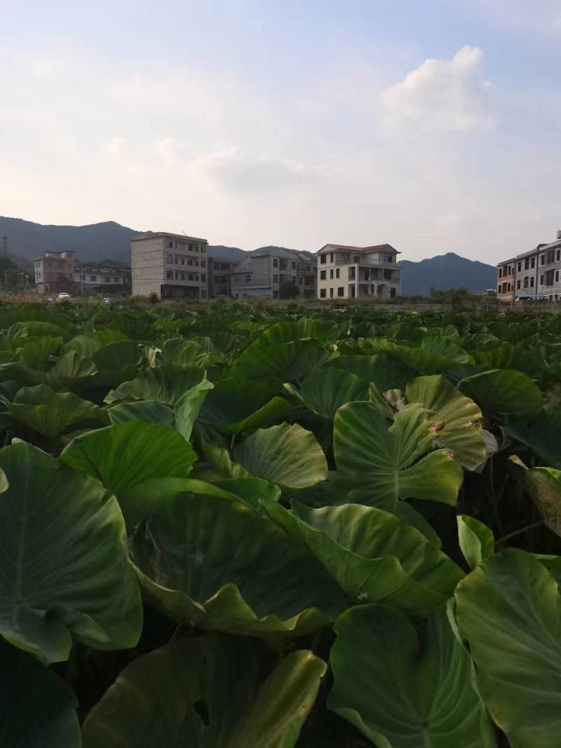 【精品】湖南香芋一手货源基地直供大量上市可视频看货