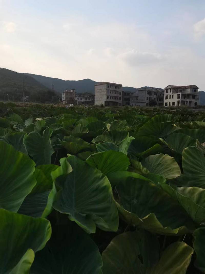 【精品】湖南香芋一手货源基地直供大量上市可视频看货