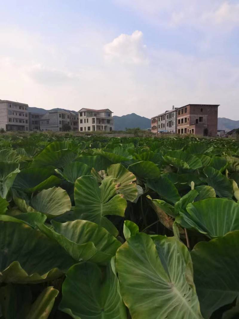 【精品】湖南香芋一手货源基地直供大量上市可视频看货