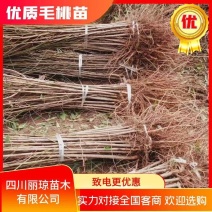 实生桃苗毛桃苗桃树粘木苗可嫁接桃树李树杏树保湿发货