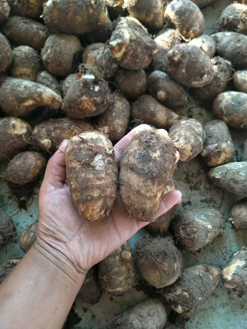 山东8520芋头大量上市，产地直供，品质保障，量大优惠