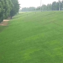 狗牙耐热根草种狗牙根草坪种子进口狗牙根草坪种子道路绿化