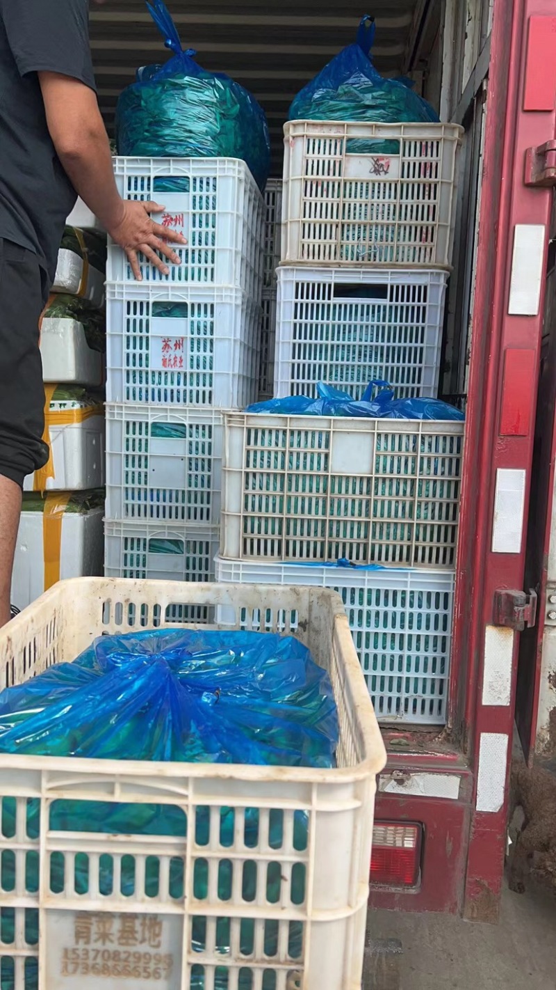 剪茼蒿