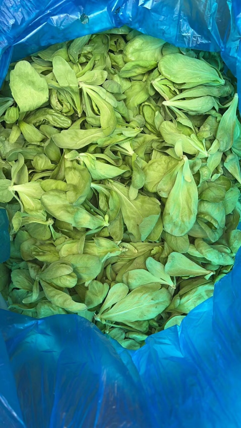 剪茼蒿