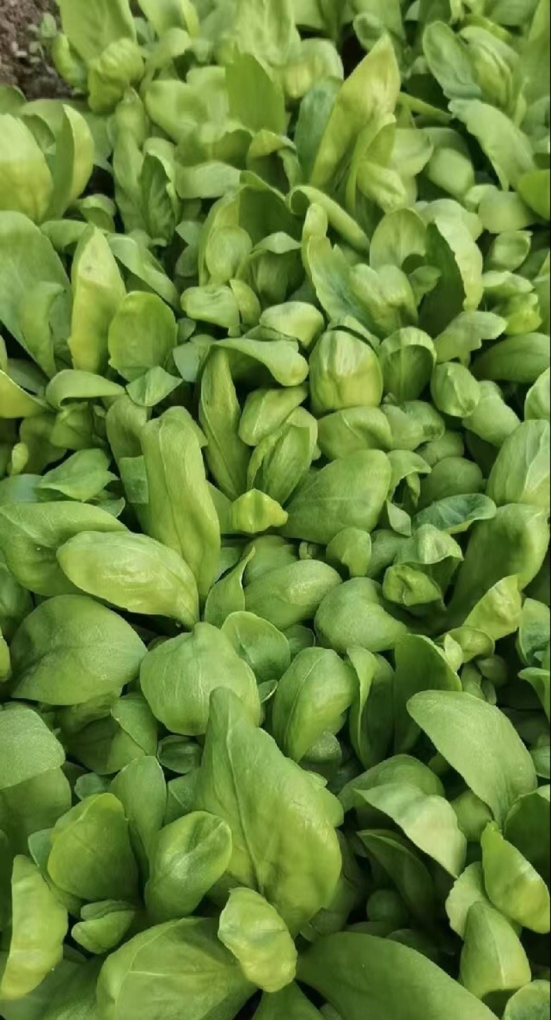 剪茼蒿
