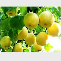 梨树杜梨种子薄皮梨树种子翠冠梨种子酥梨种免费提供播种技术
