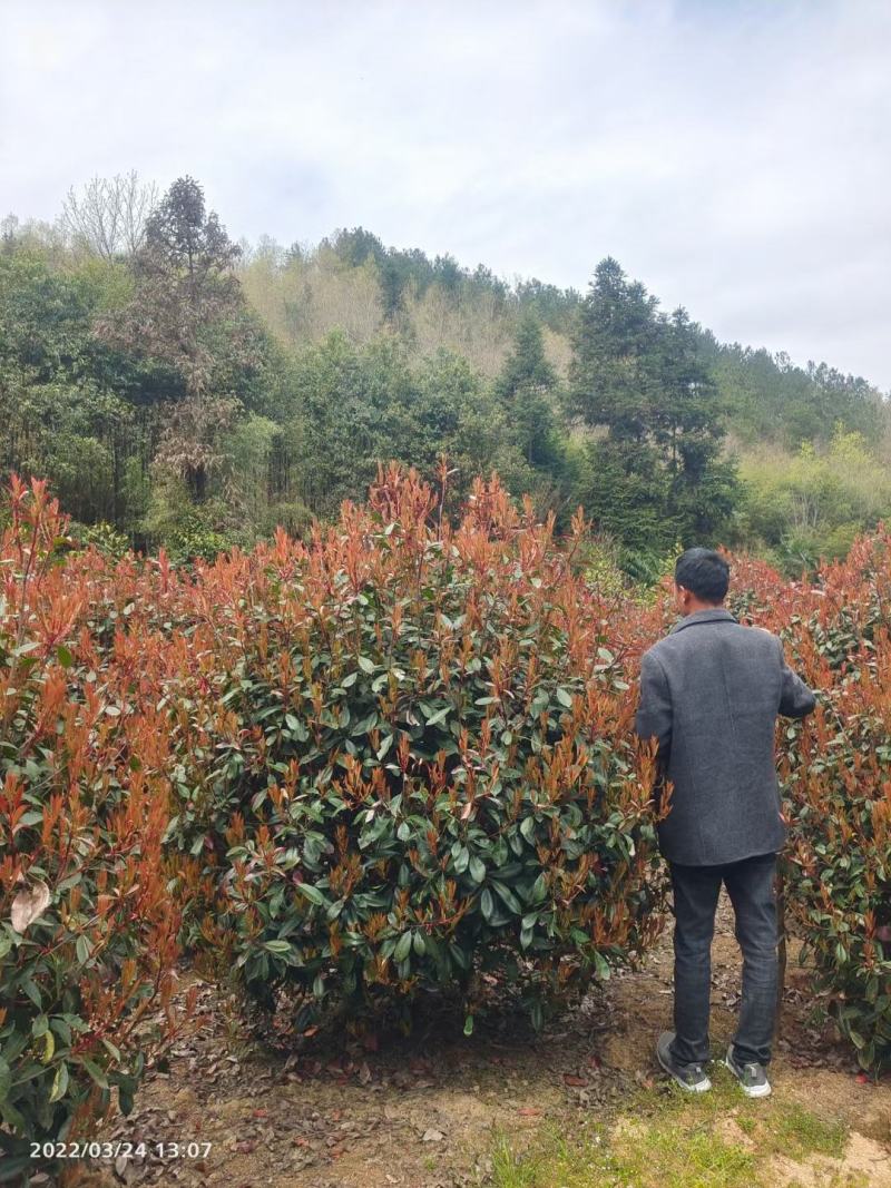 红叶石楠球