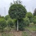 精品桂花
