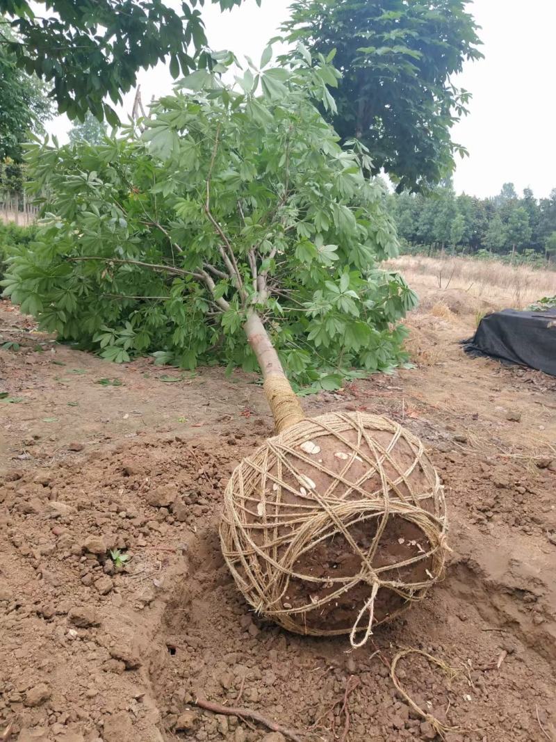 七叶树