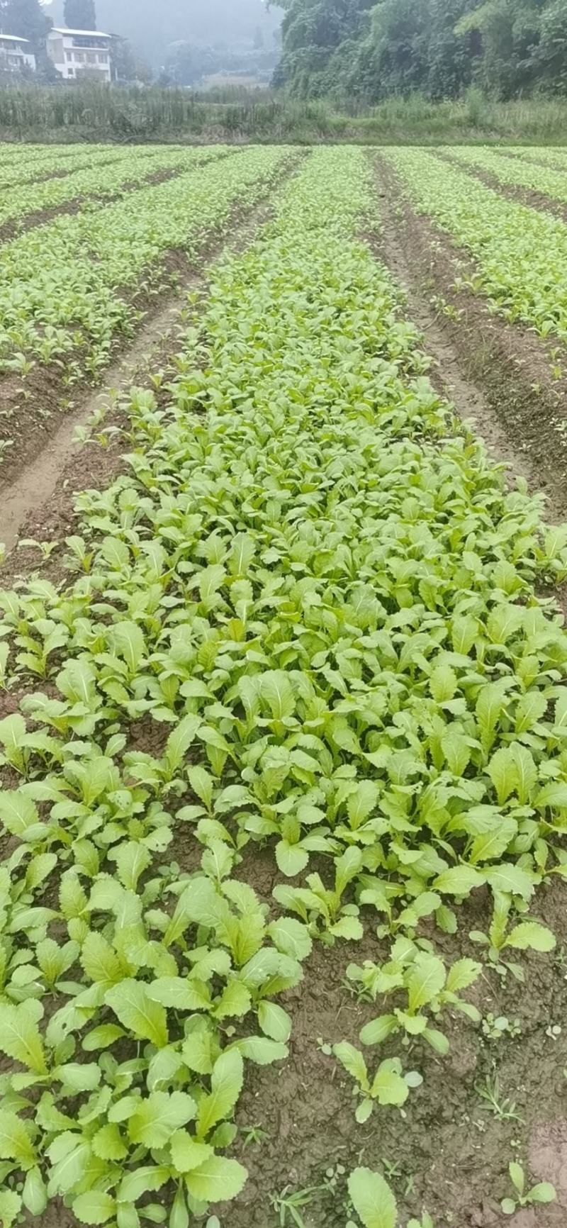 四川绵阳基地大量供应儿菜苗，青菜苗，散苗，穴盘苗都有