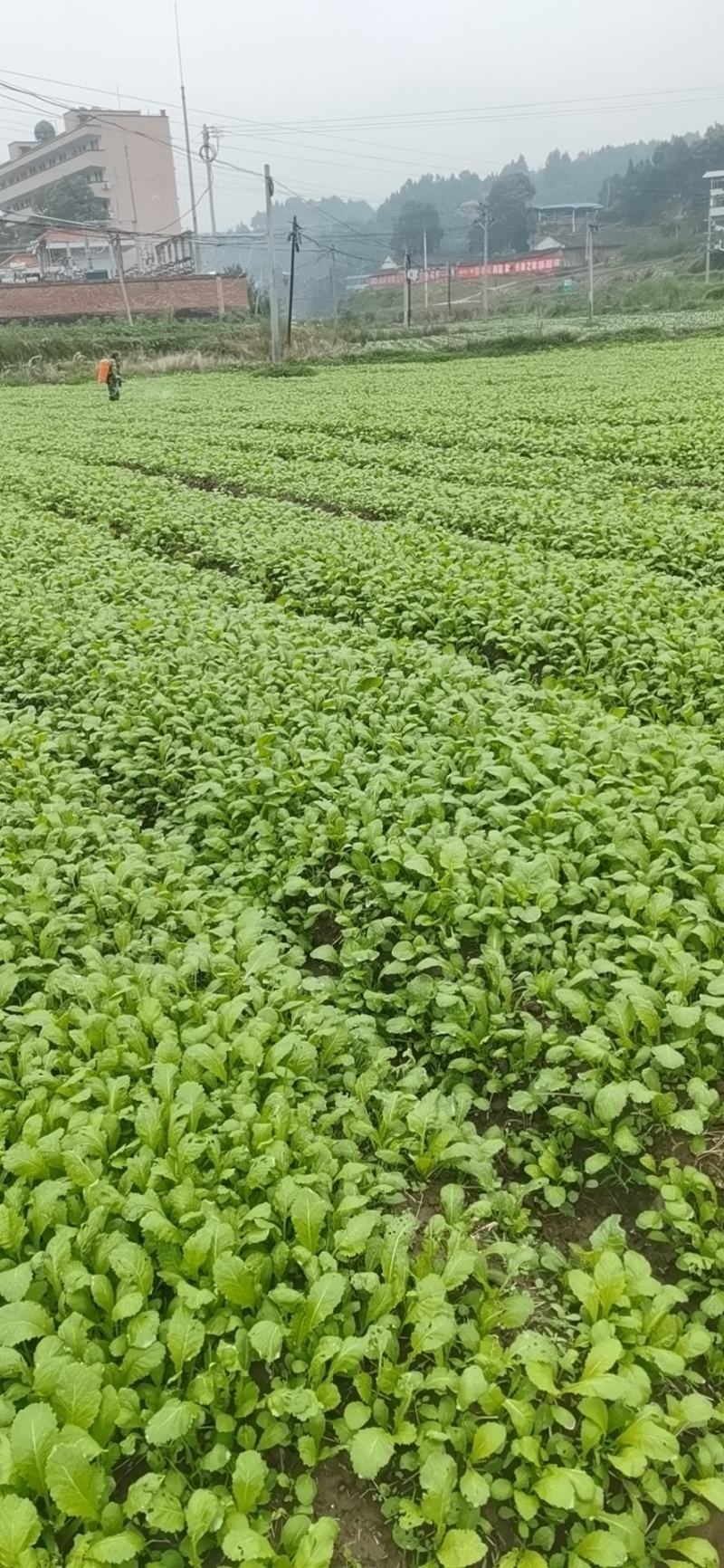 四川绵阳基地大量供应儿菜苗，青菜苗，散苗，穴盘苗都有