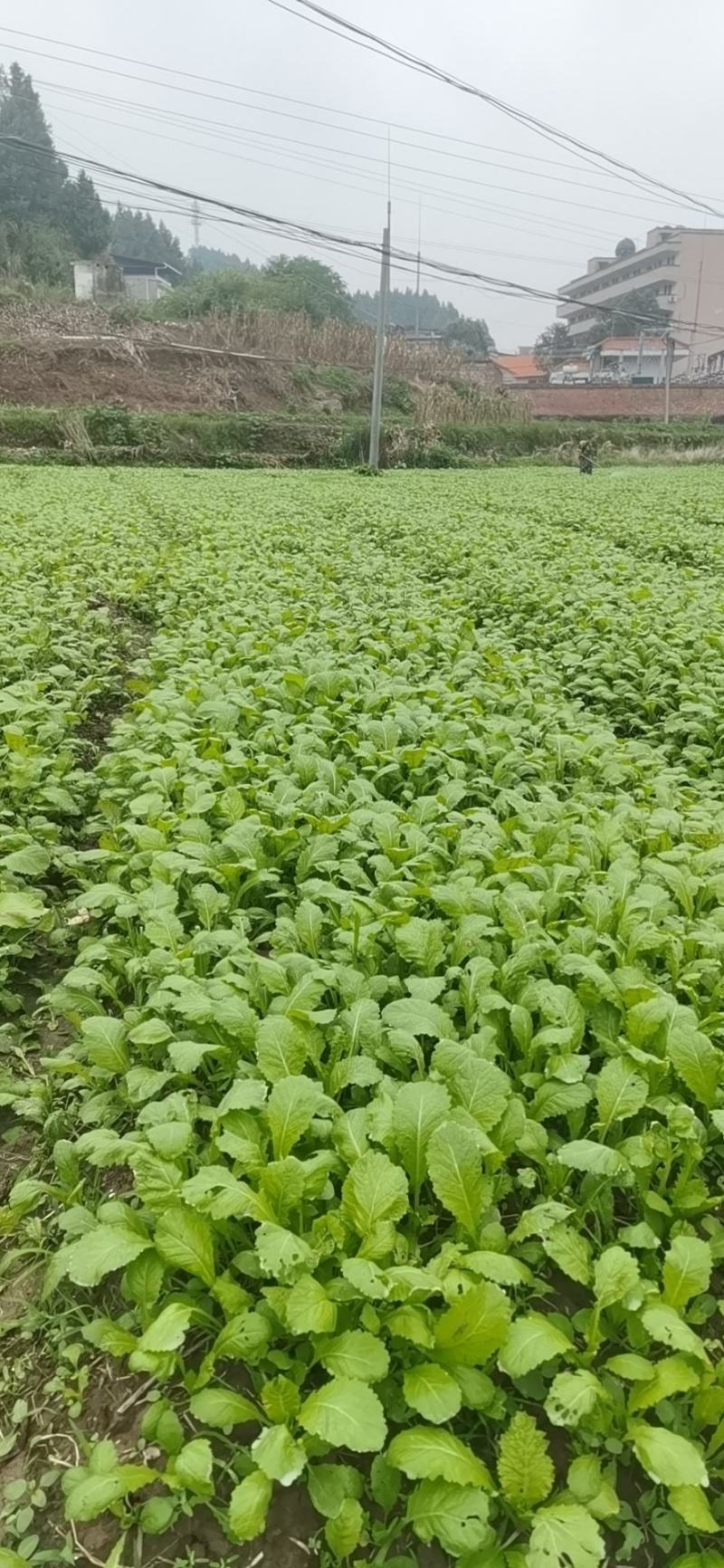 四川绵阳基地大量供应儿菜苗，青菜苗，散苗，穴盘苗都有