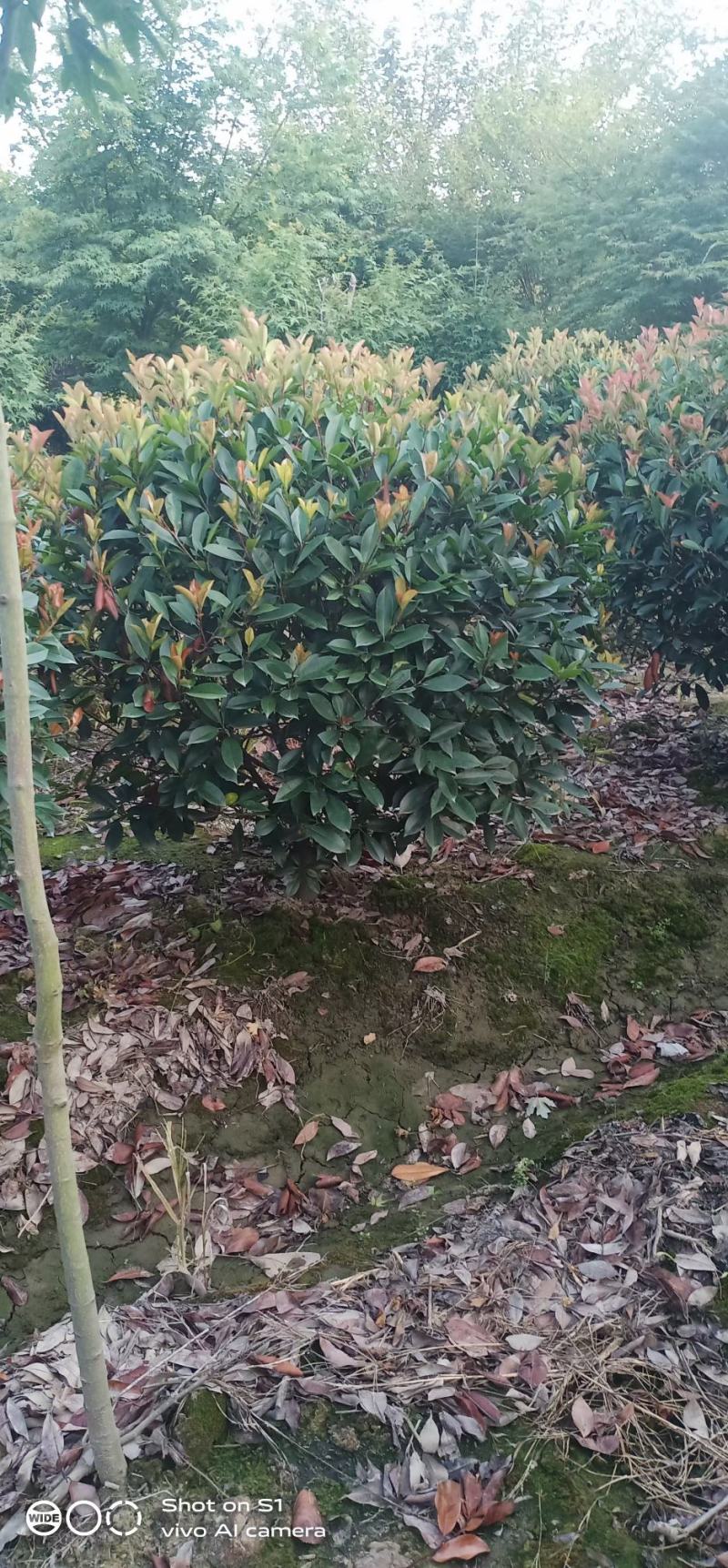 低分枝红叶石楠